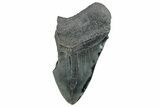 Partial Fossil Megalodon Tooth - Serrated Edge #289304-1